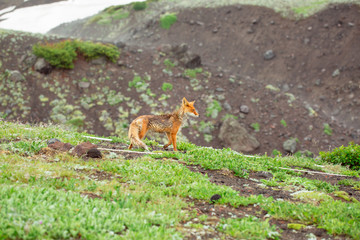 Wild red fox on meadow. Wet animal in the fog.