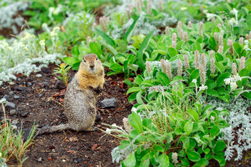 Naklejka na ściany i meble Arctic ground squirrel on meadow