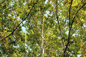 Plane platanus tree crown green yellow leaves autumn