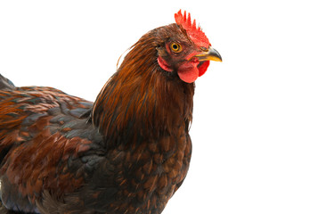 chicken isolated