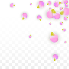 Vector Realistic Pink Petals Falling on Transparent Background.  Spring Romantic Flowers Illustration. Flying Petals. Sakura Spa Design. Blossom Confetti.