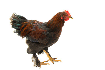 chicken isolated