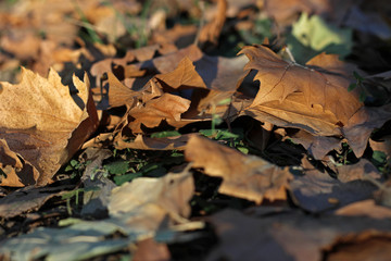 Plane platanus fallen dry yellow leaves autumn fall sunlit park forest woods on ground