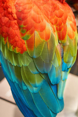 Obraz premium Colorful Brillant Scarlet Macaw Wing And Tail Feathers In Red, Green And Blue.