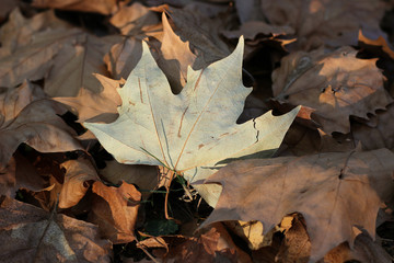 Plane platanus fallen dry yellow leaves autumn fall sunlit park forest woods on ground