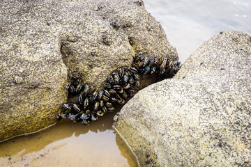 Black New Zealand Mussels on a rock at low tide, Abel Tasman National Park.