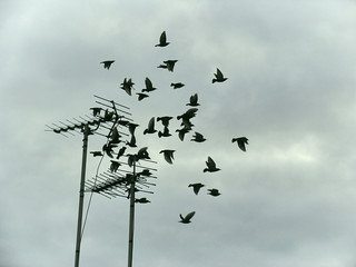 Flock Of Starlings Flying Of Vintage Antennas At Nightfall On A Cloudy Autumn Day.