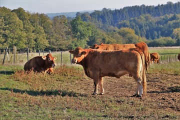 Vaches Limousines (Corrèze)