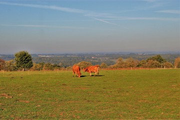 Vaches Limousines (Corrèze)