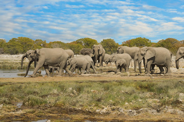 Fototapeta premium Elefanten im Etosha-Nationalpark in Namibia Südafrika