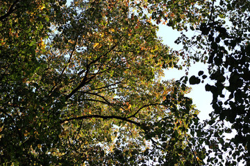 Oak tree quercus robur autumn