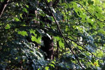 Plane platanus acerifolia young tree leaves branch