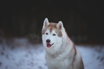 Close-up Portrait of gorgeous, prideful and free Siberian Husky dog sitting on the snow path in thedark forest in winter