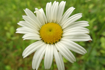 Fototapeta premium margueritte