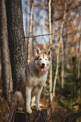 CPortrait of beautiful dog breed Siberian Husky sitting on the stump in the late autumn forest on birch trees background