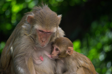  The Rhesus Macaque Monkey with its baby in its natural  habitat 