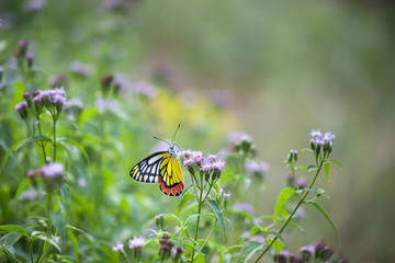 Beautiful Indian Jezebel Butterfly sitting on the flower plant in its natural habitat