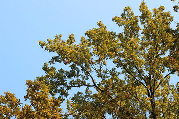 Oak tree quercus robur crown green yellow autumn fall