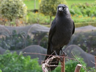 Jackdaw