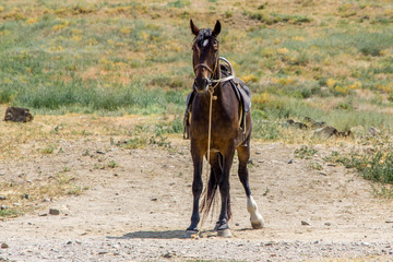 view of the brown horse on a leash