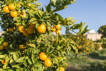 Plantage mit reifen Orangen - Vegan / Vegetarisch