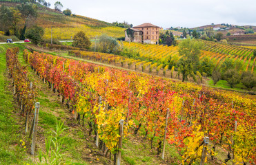 Fototapeta na wymiar Hills of vineyards in autumn in Piedmont, Italy.