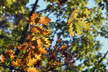 Orange Autumn Leaves On A Green Blurred Background Hanging On A Pedunculate Oak Tree In Bright Sunlight Creating Shadows On Top Of Each Other.