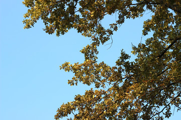 Oak tree quercus robur crown green yellow autumn