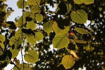 Linden tilia tree leaves branch green yellowfall autumn sunlit park forest woods detail 