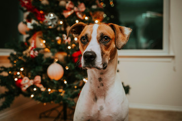 Beautiful dog sitting in front of the Christmas Tree