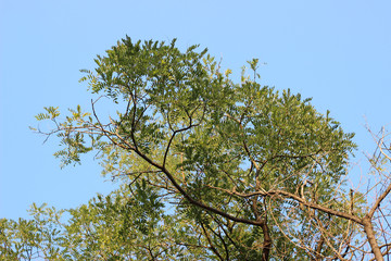 Black locust robinia pseudoacacia tree crown green leaves sunlit tall overhead park forest woods from ground blue sky