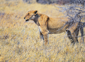 Naklejka na ściany i meble Löwin in der Savanne vom Etosha Nationalpark 