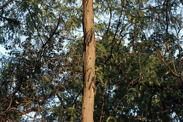 Fototapeta premium Black locust robinia pseudoacacia tree 