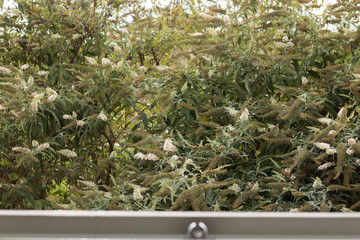 View from open window on a flowering tree. Concept: September and the beginning of autumn.
