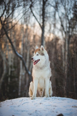 Profile Portrait of happy Siberian husky dog sitting on the hill on the snow in the winter forest at sunset