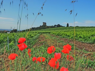 Châteauneuf-du-Pape – Ruine der ehemaligen päpstlichen Sommerresidenz    © hajo100