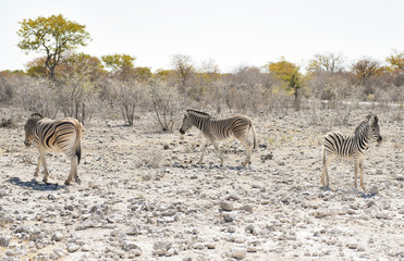 Fototapeta na wymiar Zebras in der Savanne vom Etosha Nationalpark 