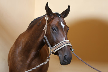 Portrait head shot closeup of a young saddle horse indoor