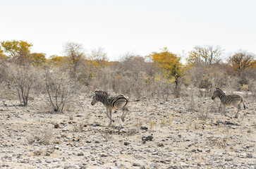 Zebras in der Savanne vom Etosha Nationalpark	