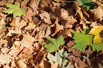 Plane tree platanus dry yellow brown green leaves autumn fall october