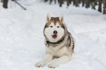 Portrait of Husky dog lying in winter forest. Brown and White Siberian husky is on the snow on Sakhalin Island in Russia