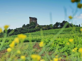 Châteauneuf-du-Pape – Ruine der ehemaligen päpstlichen Sommerresidenz    © hajo100