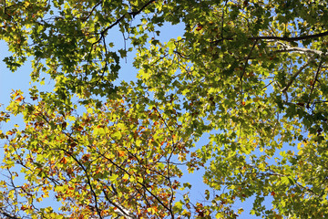 Fototapeta na wymiar Plane platanus tree crown park forest blue sky