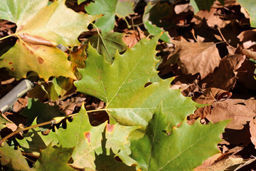 Plane tree platanus dry yellow brown green leaves autumn fall october