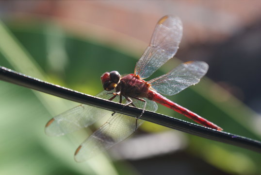 SONY DSC, Libelula