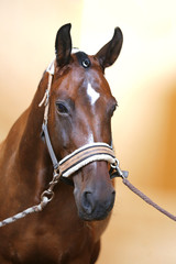 Obraz premium Portrait head shot closeup of a young saddle horse indoor