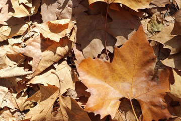 Plane tree platanus dry yellow brown green leaves autumn fall october