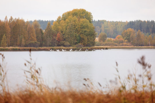 Autumn waterscape and swans at lake
