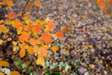 Colorful autumn leaves in nature