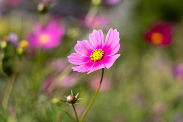 Fototapeta premium コスモス 白川郷にて